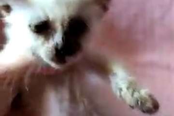 Rescatada de la basura una gatita de menos de un mes a la que habían sacado los ojos en Telde